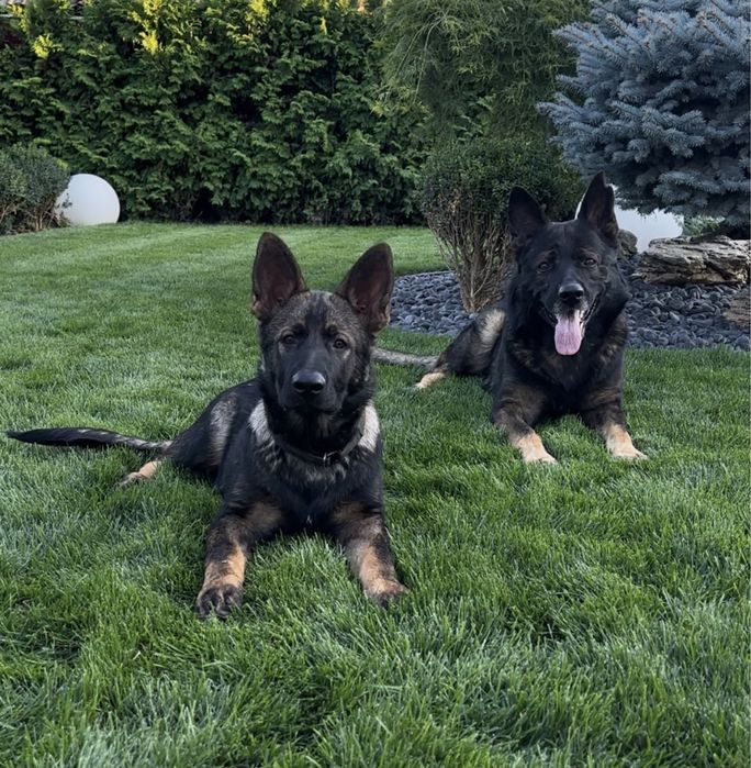 вязка; HD;ED зонарний кобель Німецька Вівчарка робочого розведення КСУ