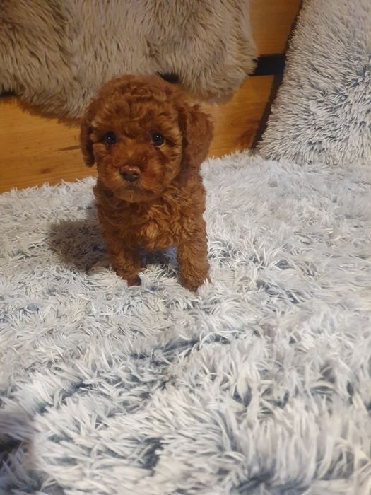 Suczka szczeniak rasy pudel toy red