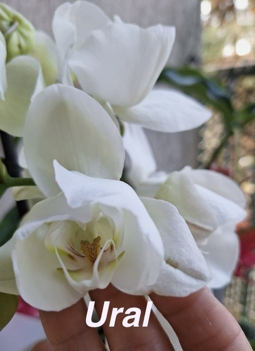 Орхидея Подростки из фласок