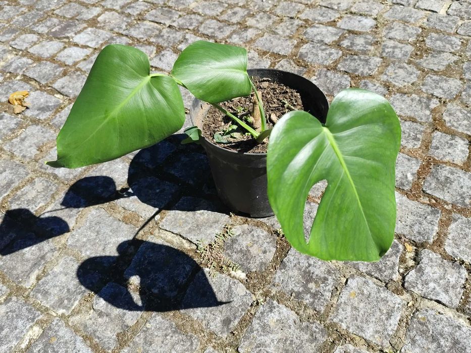 Planta Monstera Deliciosa / Costela de Adão