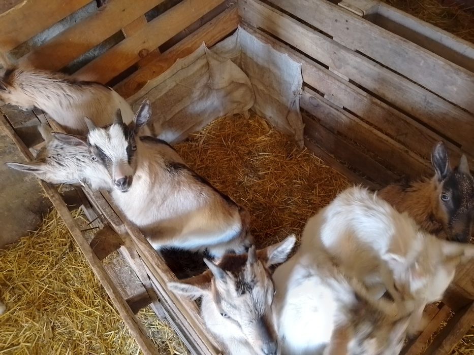 Продам козенят метиси