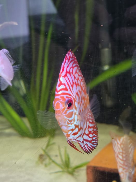 Discus Highbody Pigeon Red