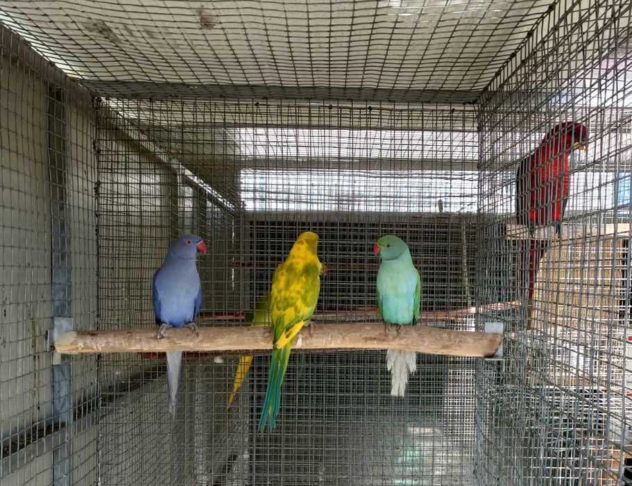 Ring necks reprodutores