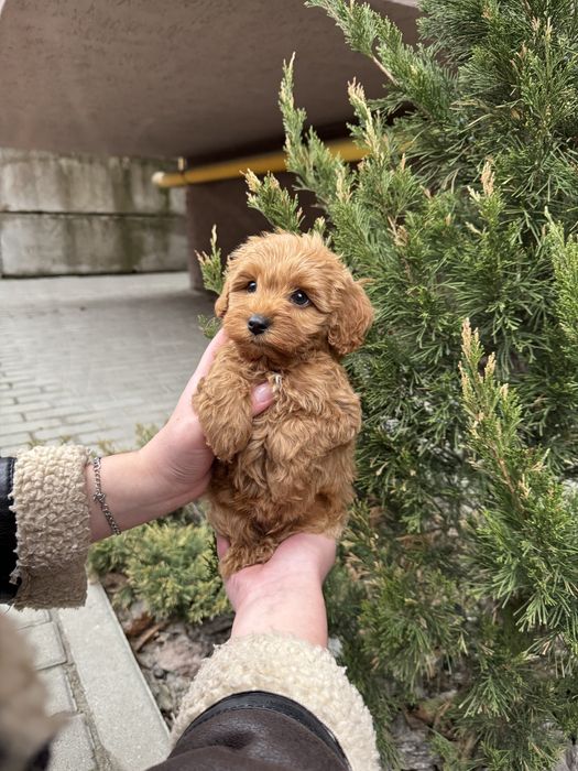 Хвостики Мальтипу Ф1/Ф2