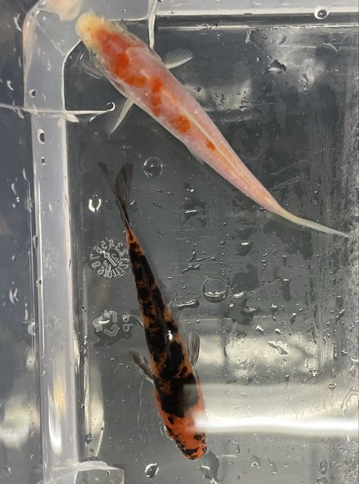 Carpa Koi  7/8cm