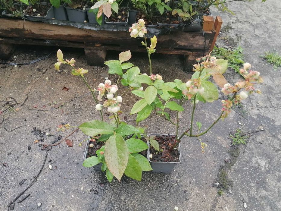 Vende-se plantas de mirtilo já com frutos (vaso P9)