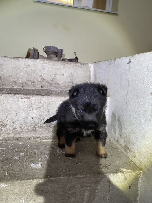 Віддам песика в добрі руки