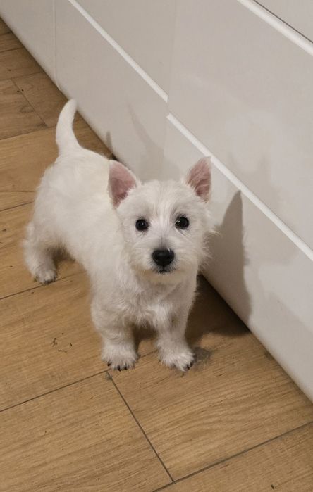 West highland white terrier westi zkwp FCI