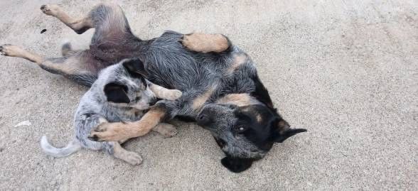 Boiadeiro-australiano