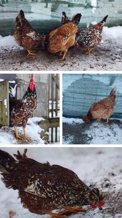 Jaja lęgowe Australorp  Czubatka Włoszka