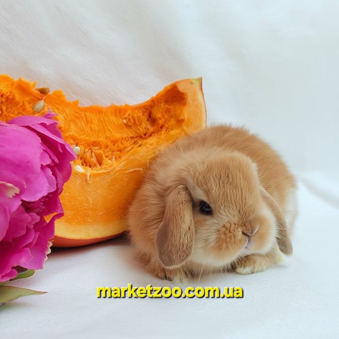 Міні кролики карликові кролики мини карликовый карликовий mini lop