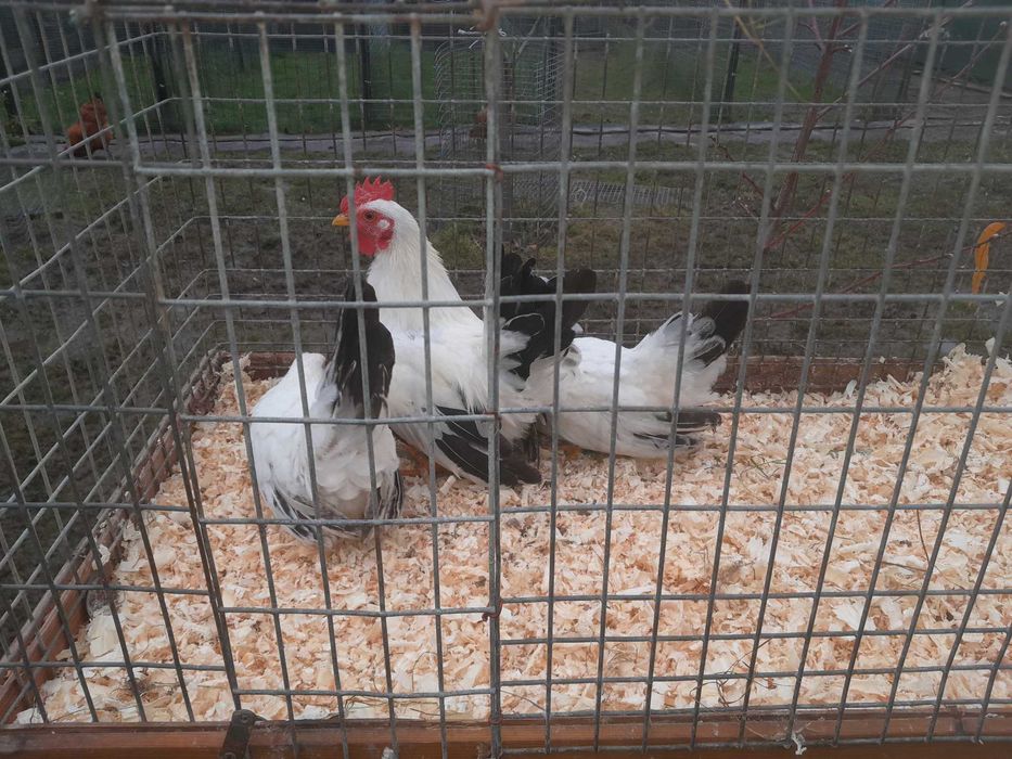 Kury chabo białe na czarnym ogonie
