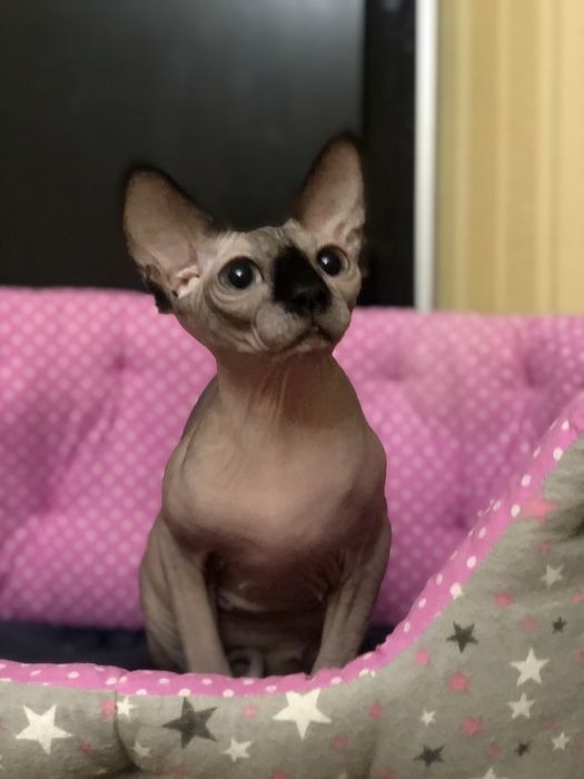 Девочка документыWCF