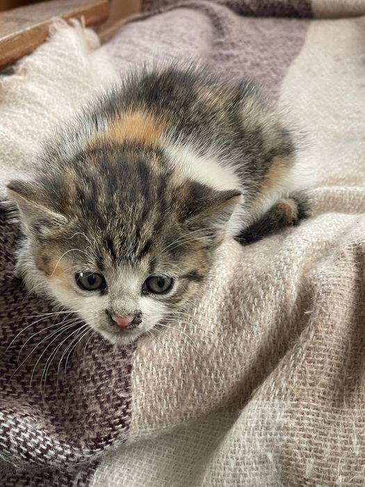 Віддам котика дівчинка