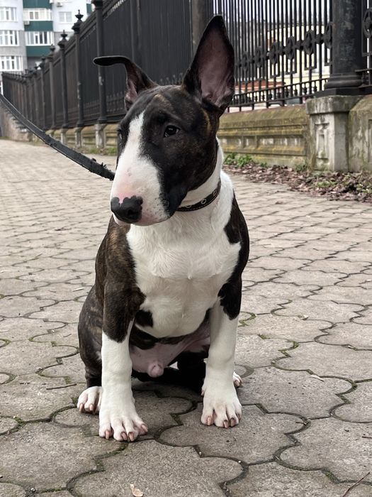 Цуценя Бультер`єра