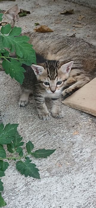 Gatos bebés para dar