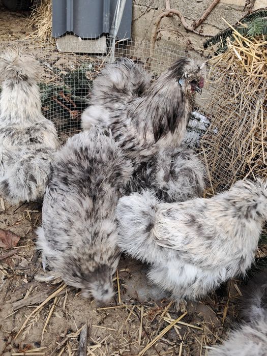 Jaja jajka silki USA