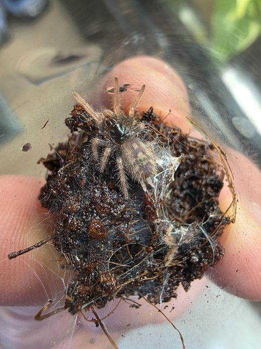 Ptaszniki Hapalopus sp. "Guerilla" L4