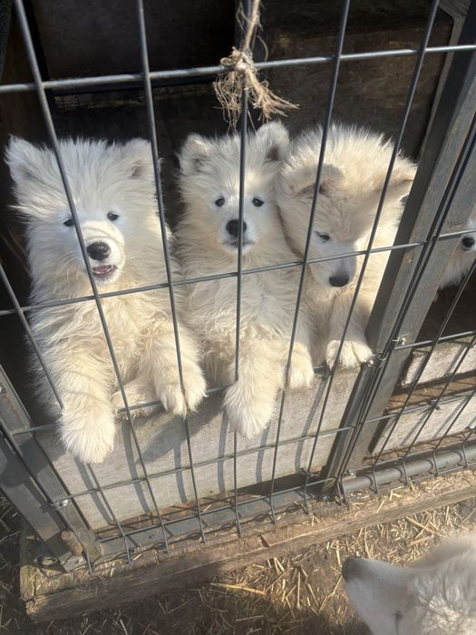 Sprzedam samca samoyeda