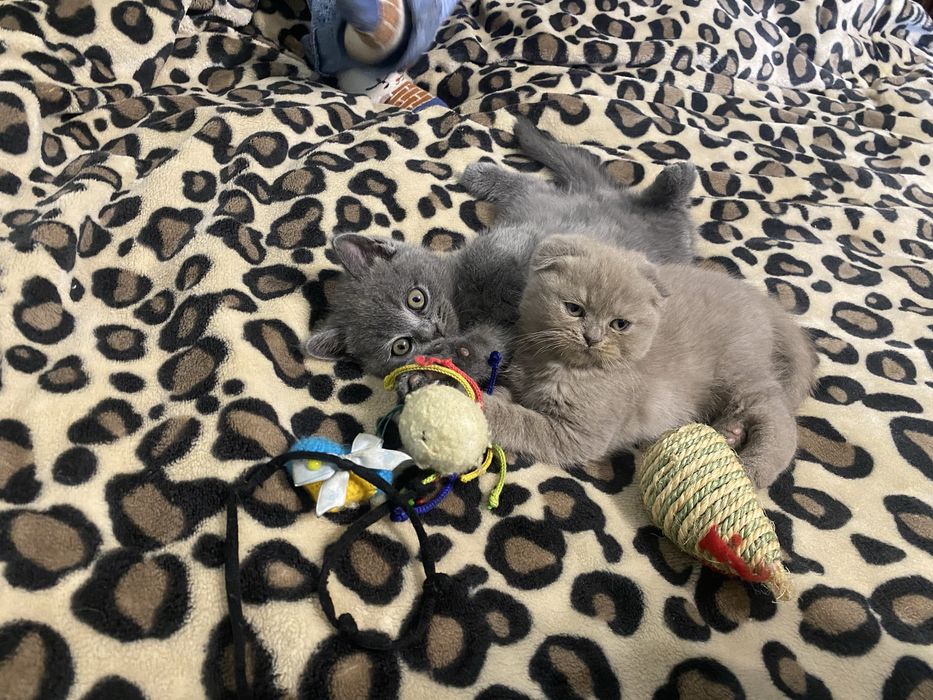 Продам шотландських кошенят