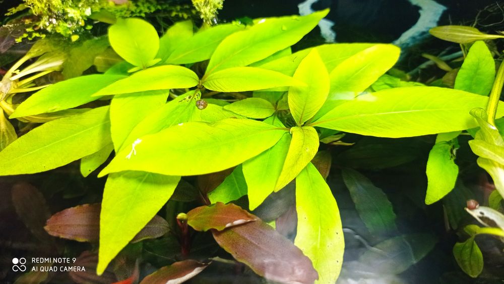 Акваріумні рослини