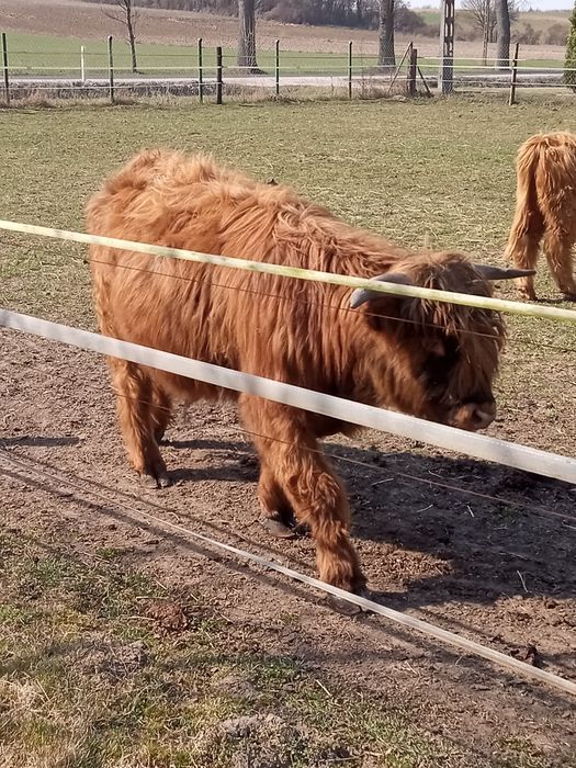 Bydło szkockie, rasa Highland