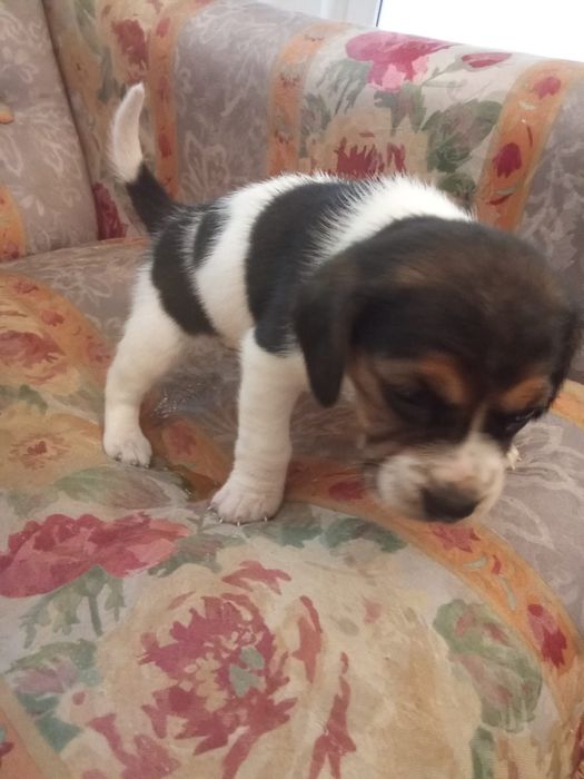 Beagle tricolor fêmea