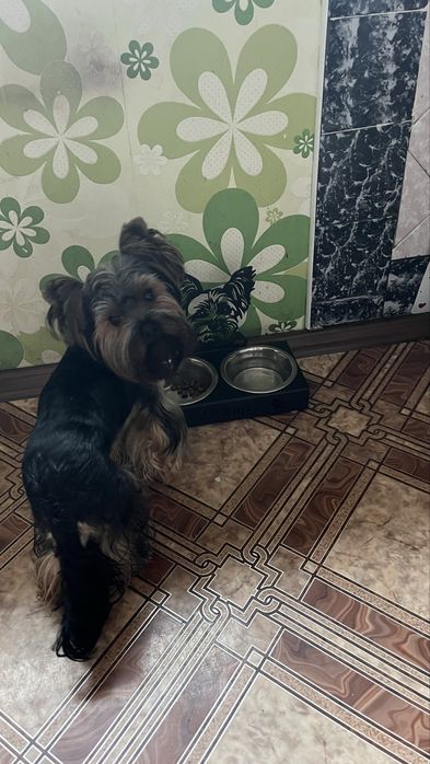 В’язка Йорк  запрошує