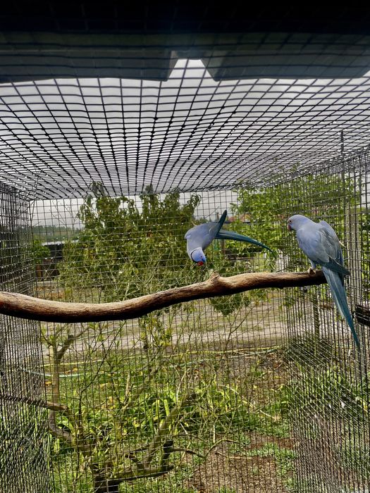 Casal Ring neck violeta