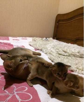 Абиссинская кошечка в диком окрасе