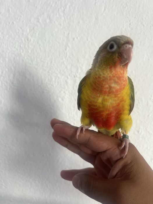 Pyrrhura bebê já se alimenta sozinha