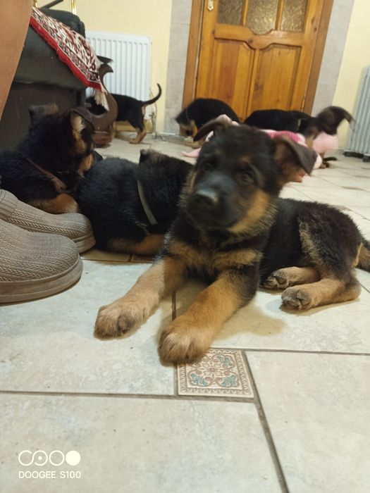 Щенки немецкой овчарки