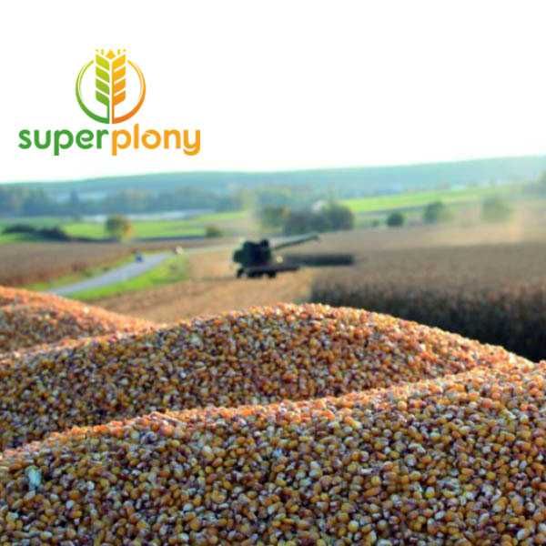 Kukurydza Rosomak C1 80 tys. SuperPower dostawa gratis lub odbiór os.