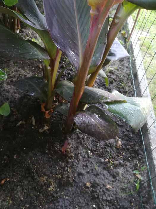 KANNA - Paciorecznik ( sadzonka )