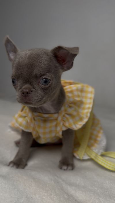 Liliowa suczka chihuahua mini