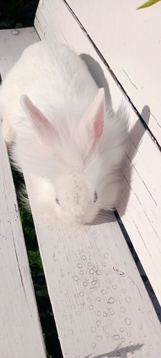 Карликовий торчевухий кролик, Львіноголовий