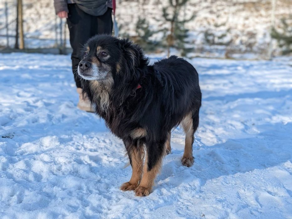 Puszysty Frodo wypatruje swojej rodziny!