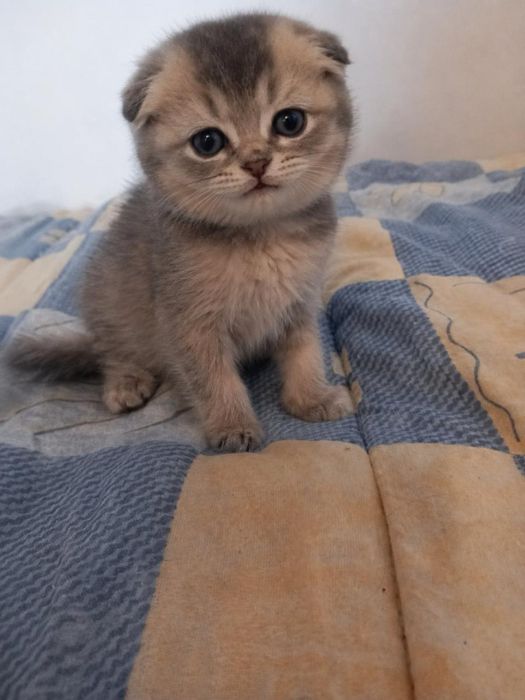 Scottish Fold macho
