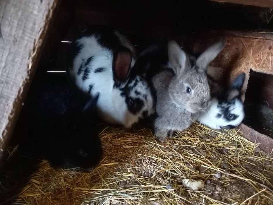 Продам кроликів