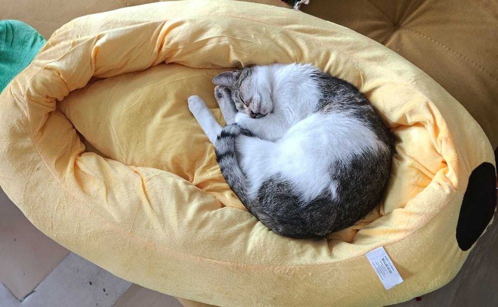 Urocza kotka szuka kochającego domu