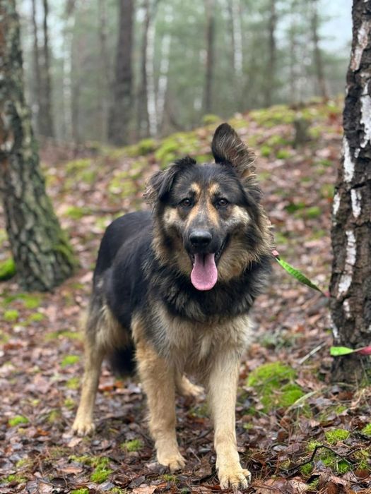 owczarek do adopcji
