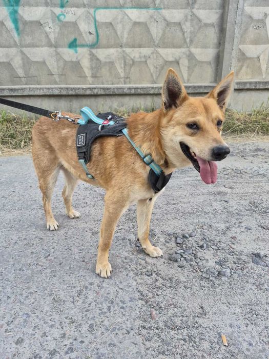 Молодий песик Бруно шукає дім