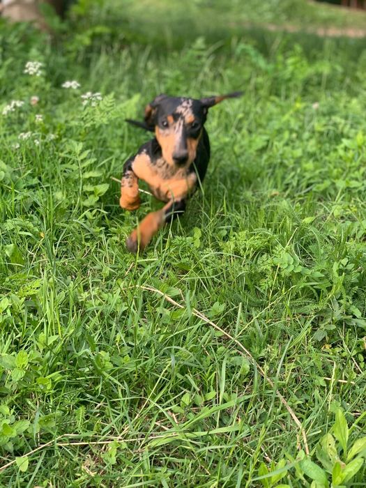 Мраморний таксон