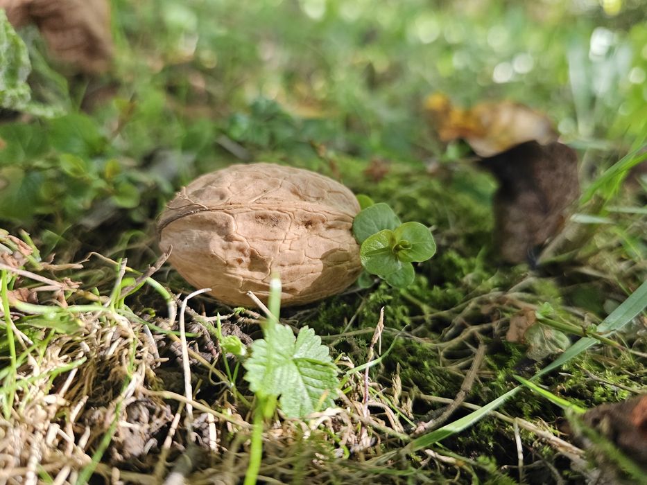 Orzechy włoskie tego roczne OSTATNIE około 100kg