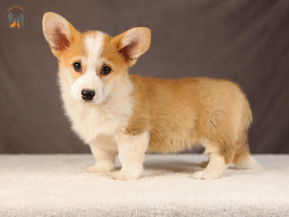 Welsh Corgi Pembroke ZKwP FCI rodzice przebadani