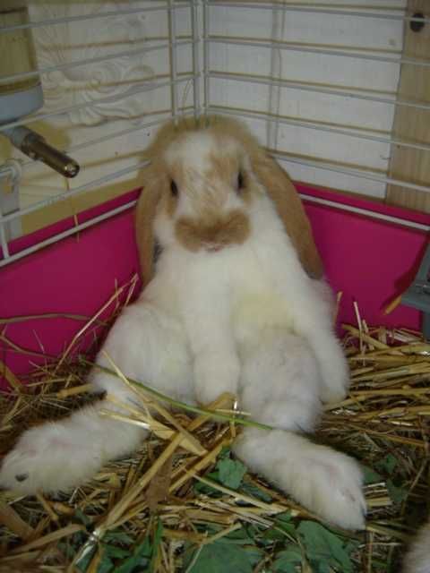 КРОЛИКИ - МИНИ. Детки. Разные. есть КЛЕТКИ. Находятся В ОДЕССЕ.