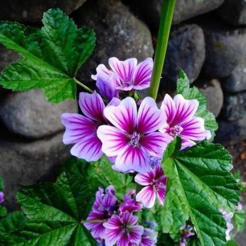 Насіння мальва лісова (мальва зебріна)