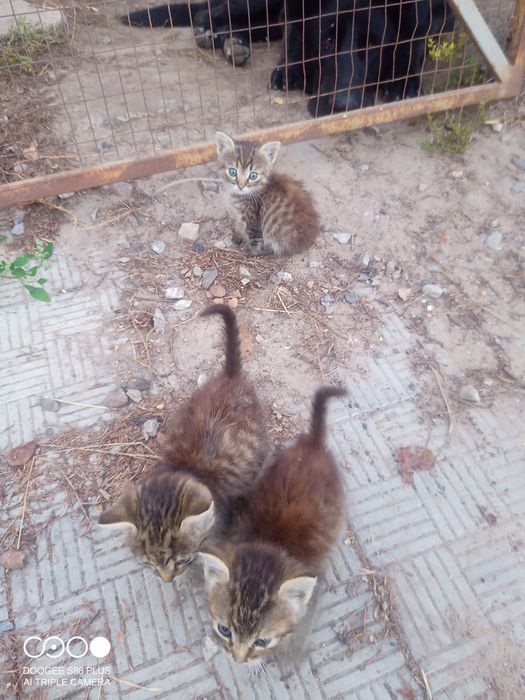 Отдам котят  добрым людям