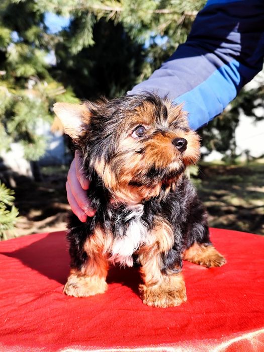 Красень хлопчик йорк