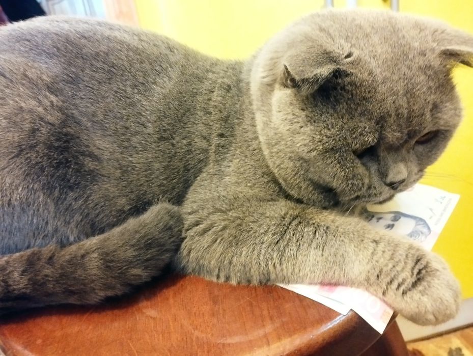 Шотландський вислоухий кіт .3 роки .